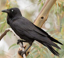 Corbeau d'Australie