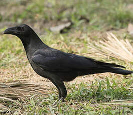 Corbeau de Levaillant