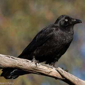 Corbeau de Tasmanie