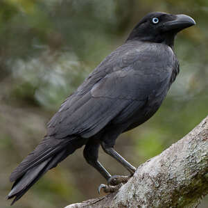 Corbeau de Torres - eBird