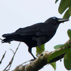 Corbeau des Bismarck