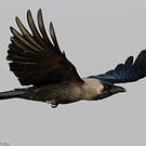 Corbeau familier
