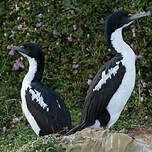 Cormoran caronculé