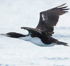 Cormoran caronculé