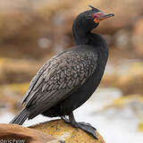 Phalacrocoracidés
