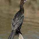 Cormoran de Vieillot