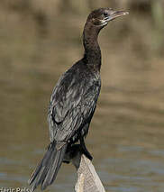 Cormoran de Vieillot