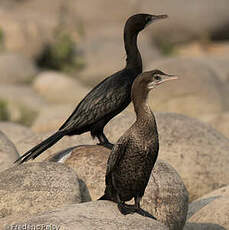 Cormoran de Vieillot