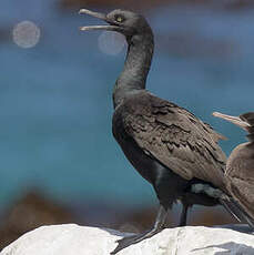 Cormoran des bancs