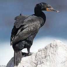 Cormoran du Cap