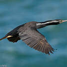 Cormoran moucheté