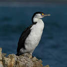 Cormoran varié