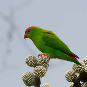 Coryllis des Philippines