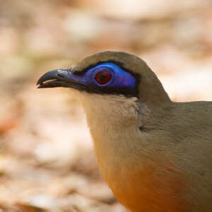 Coua de Coquerel