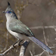 Coua de Verreaux