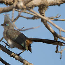 Coua huppé