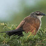 Coucal à sourcils blancs