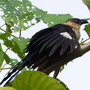 Coucal atralbin