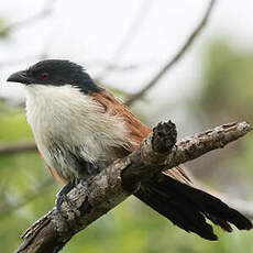 Coucal de Burchell