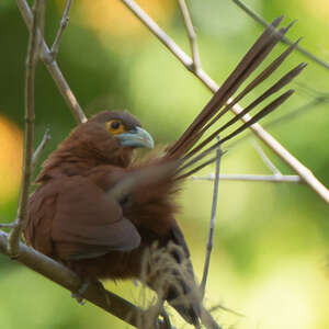 Coucal roux