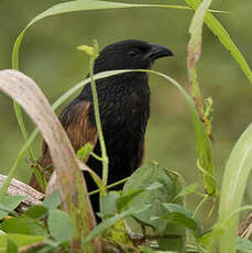 Coucal rufin