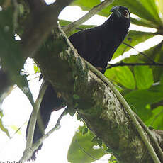 Coucal violet