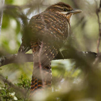 Long-tailed Koel