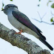 Leptosomiformes
