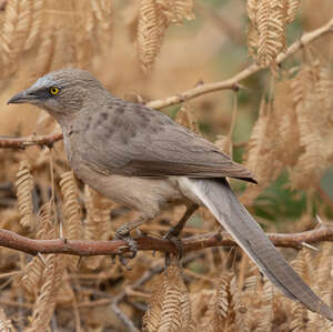 Cratérope gris