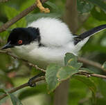Cubla boule-de-neige