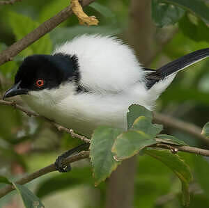 Cubla boule-de-neige