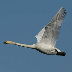 Cygne chanteur