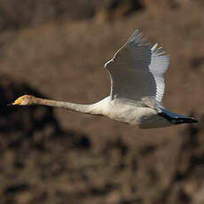 Cygne chanteur