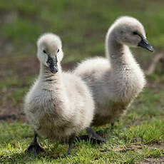 Cygne noir