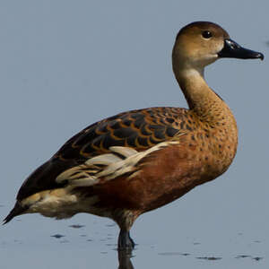 Dendrocygne à lunules