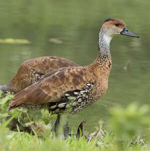 Dendrocygne des Antilles