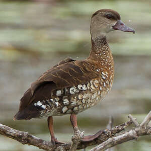 Dendrocygne tacheté