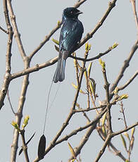 Drongo à rames