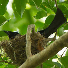 Drongo balicassio