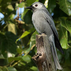 Drongo cendré