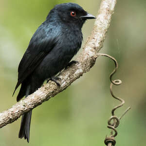 Drongo de Ludwig