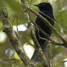 Drongo des Célèbes