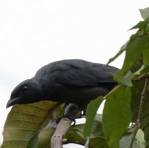 Échenilleur d'Halmahera