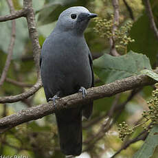 Échenilleur gris