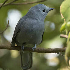 Échenilleur gris