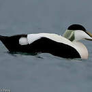 Eider à duvet
