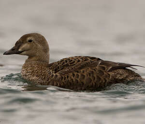 Eider à tête grise