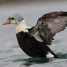 Eider à tête grise