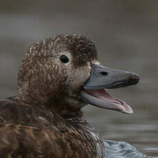 Eider de Steller