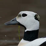 Eider de Steller